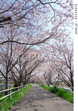 花見川沿いの満開の桜並木(千葉市花見川区) 花見川沿いの満開の桜並木(千葉市花見川区) 83544978