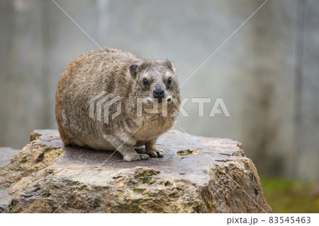 怒っているケープハイラックス ズーラシア 怒っているケープハイラックス ズーラシア 83545463