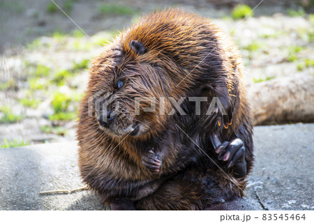 ストレスの溜まったビーバー 83545464