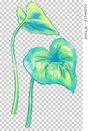 四季問わず梅雨や夏に使えるワクワクする植物の蓮の葉 83546050