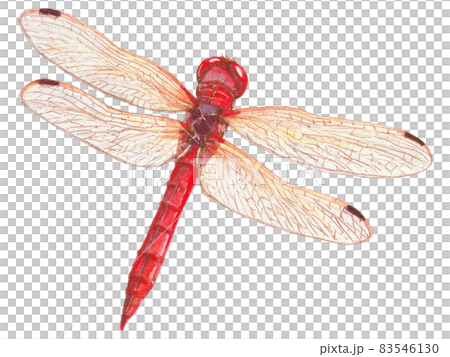 Hand-painted creature picture book Red dragonfly Hand-painted creature picture book Red dragonfly 83546130