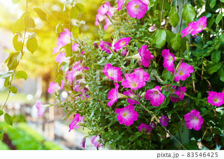 Close Up of Beautiful pink Petunia flowers in a pot in the garden with  sunlight. 83546425