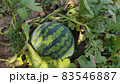 韓国 畑 野菜 83546887