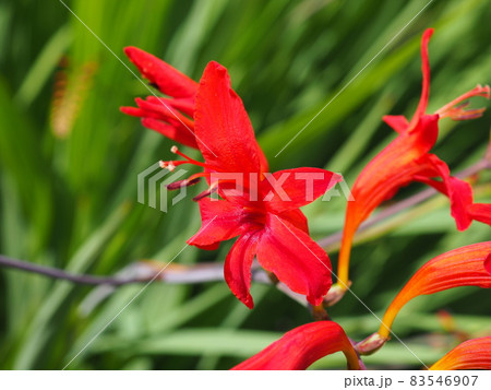 モントブレチア 83546907