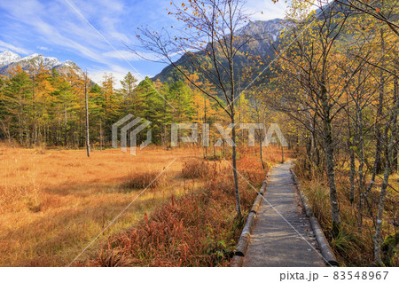 紅葉盛りの上高地 　大正池〜河童橋 83548967