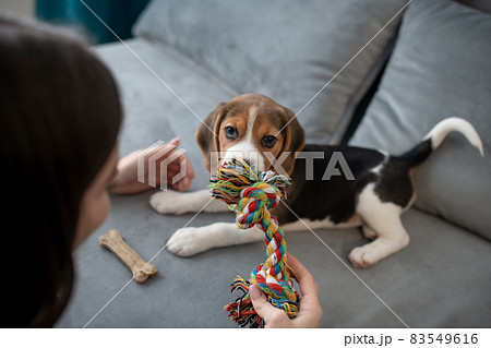 Cute little beagle puppy with a toy bone Cute little beagle puppy with a toy bone 83549616