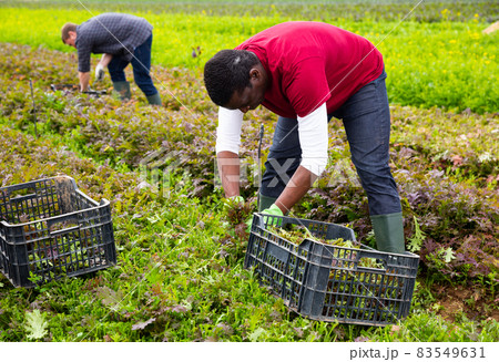 Male farmer peeling and collects red mizuna in a box Male farmer peeling and collects red mizuna in a box 83549631