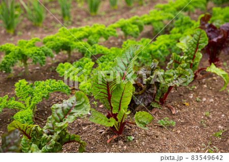 Rows of harvest of beet in garden outdoor, nobody 83549642