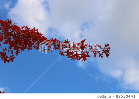 紅葉 葉 木の葉 83550441