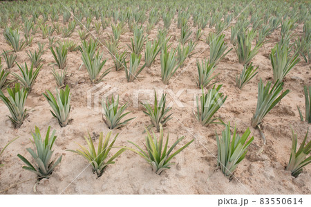 Pineapple field on sandy soil background 83550614