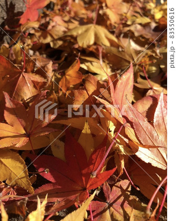 秋の紅葉ロード 83550616