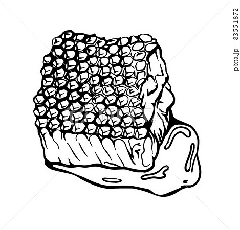 Honeycomb sketch. Beeswax. Honey.Hand-drawn illustration in the Doodle style. 83551872