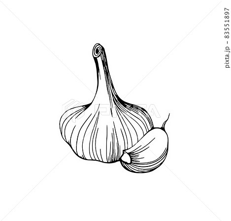 Garlic hand drawn sketch. Garlic head and clove. Strengthening the immune system. Illustration in the Doodle style. 83551897