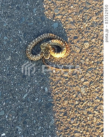 道端のニホンマムシ 83552950