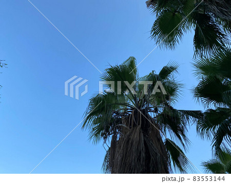 Coconut palm tree and blue sky vintage with space Coconut palm tree and blue sky vintage with space 83553144
