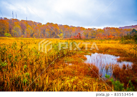 秋田県 八幡平・大沼の紅葉 秋田県 八幡平・大沼の紅葉 83553454