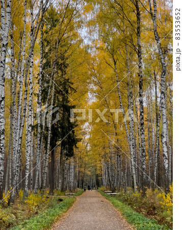 The path in the autumn park, yellow leaves on trees and on the ground, long shadows of trees, walking people, sunbeams of the sun, The path in the autumn park, yellow leaves on trees and on the ground, long shadows of trees, walking people, sunbeams of the sun, 83553652