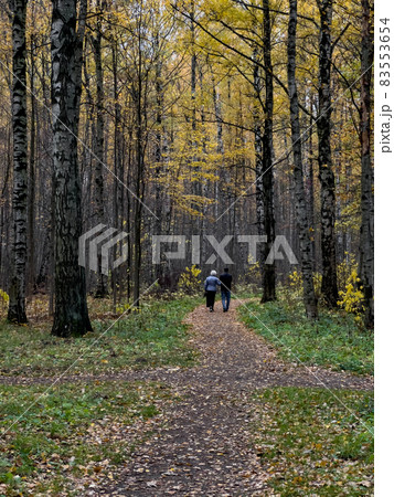 The path in the autumn park, yellow leaves on trees and on the ground, long shadows of trees, walking people, sunbeams of the sun, The path in the autumn park, yellow leaves on trees and on the ground, long shadows of trees, walking people, sunbeams of the sun, 83553654