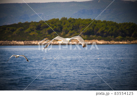 Seagulls flock on Island Hvar, Adriatic sea, Croatia Seagulls flock on Island Hvar, Adriatic sea, Croatia 83554125