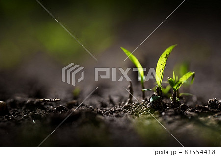 Green sprout growing from seed Green sprout growing from seed 83554418