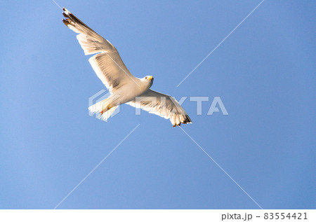 Seagulls in clear blue sky, Adriatic sea, Croatia Seagulls in clear blue sky, Adriatic sea, Croatia 83554421