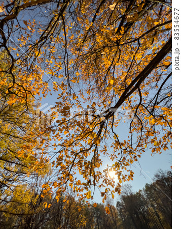 The path in the autumn park, yellow leaves on trees and on the ground, long shadows of trees, walking people, sunbeams of the sun, 83554677