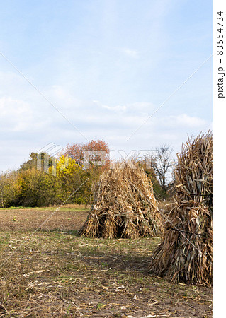 Sheaves of dry corn stalks Sheaves of dry corn stalks 83554734