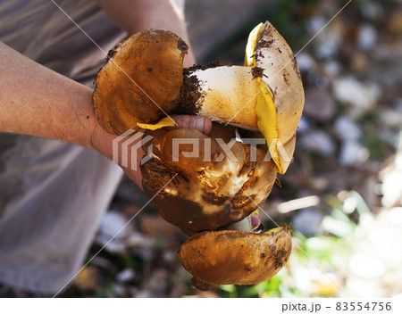 Porcini mushrooms in hand of mushroom picker in forest at fall season 83554756
