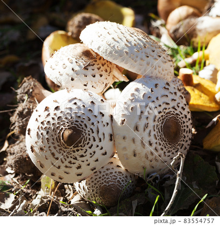 Young parasol mushrooms (Macrolepiota procera or Lepiota procera), ceps and suillus on background 83554757