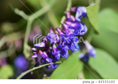 コギクの花 コギクの花 83555105