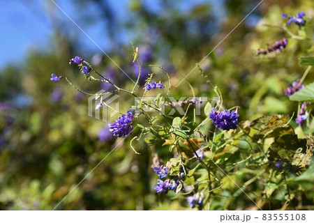 コギクの花 コギクの花 83555108