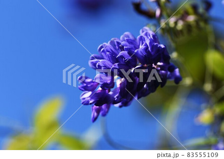コギクの花 コギクの花 83555109