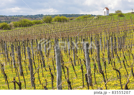 vineyards near Hnanice, Znojmo region, Czech Republic 83555207