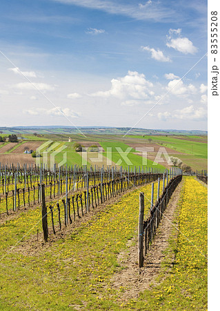 spring vineyard near Retz, Austria 83555208
