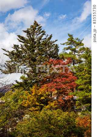 四万温泉の紅葉 群馬県 四万温泉の紅葉 群馬県 83555730
