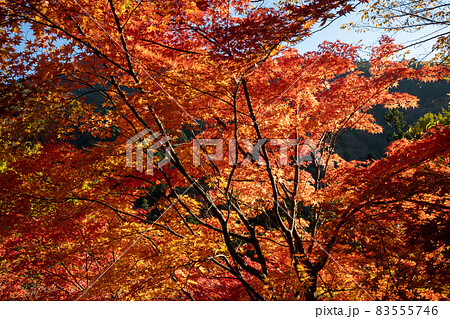 四万温泉の紅葉 群馬県 四万温泉の紅葉 群馬県 83555746