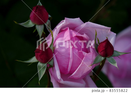 La France ラ・フランス La France ラ・フランス 83555822