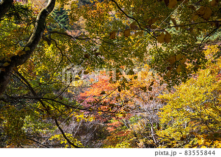四万温泉 ゆずりは地区の紅葉 四万温泉 ゆずりは地区の紅葉 83555844