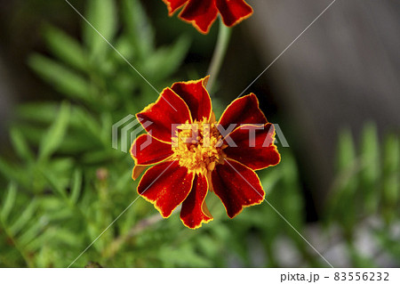 秋に咲く花　マリーゴールド　鹿児島県　出水市 83556232