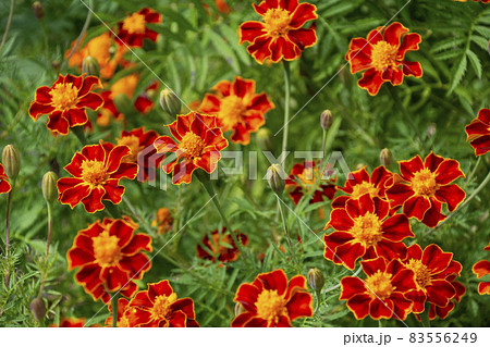 秋に咲く花　マリーゴールド　鹿児島県　出水市 83556249