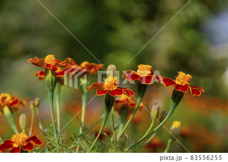 秋に咲く花 マリーゴールド 鹿児島県 出水市 秋に咲く花 マリーゴールド 鹿児島県 出水市 83556255