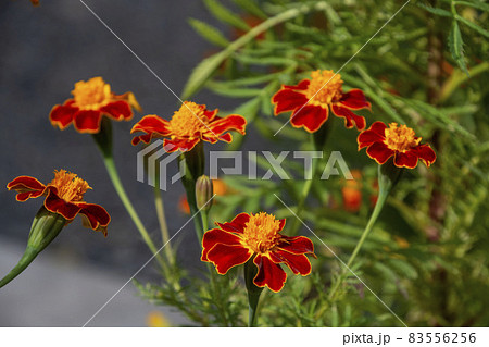 秋に咲く花 マリーゴールド 鹿児島県 出水市 秋に咲く花 マリーゴールド 鹿児島県 出水市 83556256