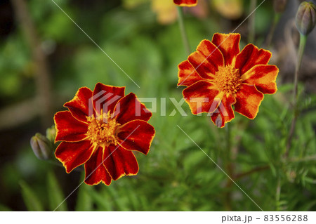 秋に咲く花　マリーゴールド　鹿児島県　出水市 83556288