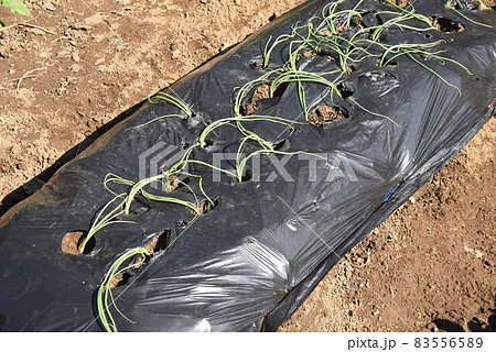 玉ねぎ栽培・家庭菜園 83556589