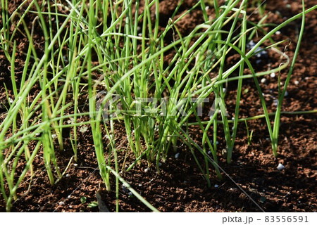 玉ねぎ栽培・家庭菜園 玉ねぎ栽培・家庭菜園 83556591