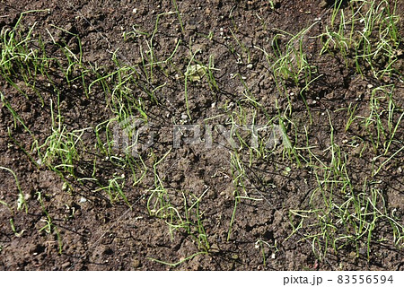 玉ねぎ栽培・家庭菜園 玉ねぎ栽培・家庭菜園 83556594