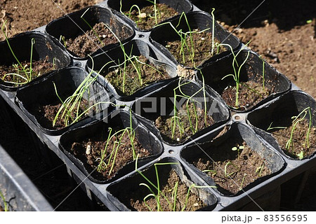 玉ねぎ栽培・家庭菜園 玉ねぎ栽培・家庭菜園 83556595