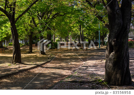 木漏れ日の公園 木漏れ日の公園 83556958