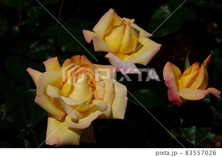 Peace ピース 83557026