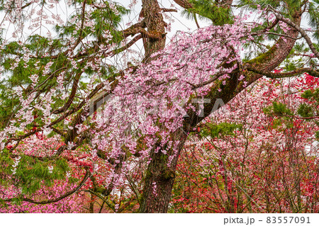 桜の楽園　春の京都御苑 83557091
